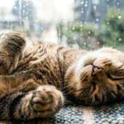 こなつ 雨うつつ 完熟ばなな 立川