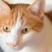 すみれ ねむ…くない！ 人妻倶楽部内緒の関係 春日部店