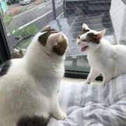 ヒメ日記 2025/10/11 00:25 投稿 まや 熟女総本店