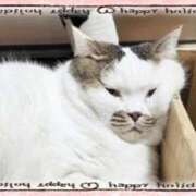 まや 顔の潰れた🐱猫 熟女総本店