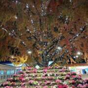 ヒメ日記 2025/02/05 23:43 投稿 ゆずは Love Life(ラブライフ) 池袋店