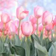 ヒメ日記 2025/04/01 12:09 投稿 りりこ【MTX】 ソープランド AQUA（アクア）