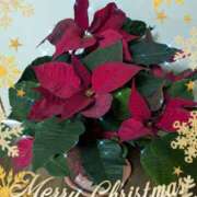 ヒメ日記 2024/12/25 22:41 投稿 右京 おふくろ