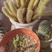 ヒメ日記 2025/01/23 10:46 投稿 右京 おふくろ