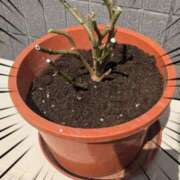 ヒメ日記 2025/03/27 14:19 投稿 右京 おふくろ