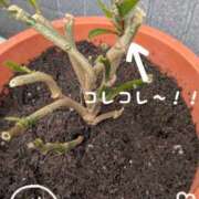 ヒメ日記 2025/04/20 12:17 投稿 右京 おふくろ