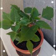 ヒメ日記 2025/06/21 07:58 投稿 右京 おふくろ