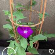 ヒメ日記 2025/07/15 08:31 投稿 右京 おふくろ