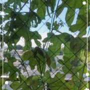 ヒメ日記 2025/08/08 11:52 投稿 右京 おふくろ