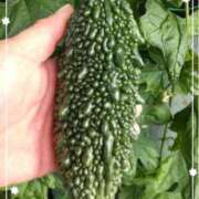 ヒメ日記 2025/08/17 08:35 投稿 右京 おふくろ