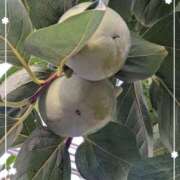 ヒメ日記 2025/09/30 08:37 投稿 右京 おふくろ