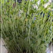 右京 ☆朝採れ〜♪☆ おふくろ