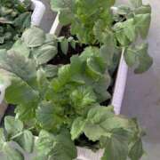 ヒメ日記 2026/02/27 11:06 投稿 右京 おふくろ