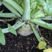 ヒメ日記 2026/02/28 11:15 投稿 右京 おふくろ