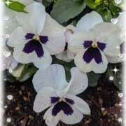 ヒメ日記 2026/03/13 10:40 投稿 右京 おふくろ