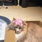 ヒメ日記 2025/05/12 19:53 投稿 ぴの コスプレ女帝織姫