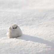 ヒメ日記 2025/10/17 03:24 投稿 大城彩夕花 札幌ソフィア