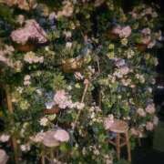 ヒメ日記 2026/01/31 23:19 投稿 大城彩夕花 札幌ソフィア