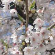 ヒメ日記 2025/04/25 09:30 投稿 かなみ 東大阪人妻援護会