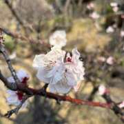 ヒメ日記 2025/03/24 22:28 投稿 ☆うた(32)☆人妻コース ◆プラウディア◆AAA級素人娘在籍店