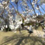 ヒメ日記 2025/04/04 14:28 投稿 ☆うた(32)☆人妻コース ◆プラウディア◆AAA級素人娘在籍店