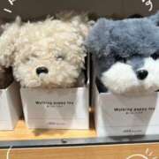 ヒメ日記 2025/02/03 14:07 投稿 はるな 性腺熟女100％（デリヘル市場）