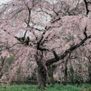 ヒメ日記 2026/03/21 21:40 投稿 ここあ とある風俗店♡やりすぎさーくる新宿大久保店♡で色んな無料オプションしてみました