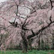 ヒメ日記 2026/03/21 21:48 投稿 ここあ とある風俗店♡やりすぎさーくる新宿大久保店♡で色んな無料オプションしてみました