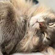 ヒメ日記 2026/03/19 20:50 投稿 天宮すず スピードエコ天王寺店