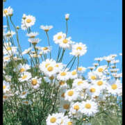 ヒメ日記 2025/02/10 18:33 投稿 渡辺はるか 禁断のメンズエステR-18堺・南大阪店