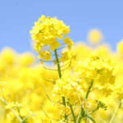 渡辺はるか お久しぶり♡ 禁断のメンズエステR-18堺・南大阪店