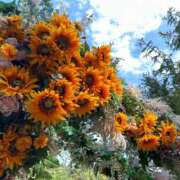 ヒメ日記 2025/02/12 10:22 投稿 ろぜ 野田デリヘル若妻淫乱倶楽部