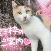 ヒメ日記 2025/01/24 13:09 投稿 ☆かほ☆ Newビビアン＆ガールズコレクション