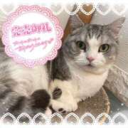 ヒメ日記 2025/03/11 11:59 投稿 ☆かほ☆ Newビビアン＆ガールズコレクション