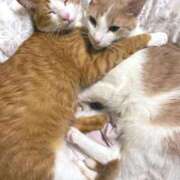 ヒメ日記 2025/04/23 08:00 投稿 成瀬　真姫 白夜