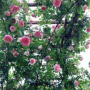 ヒメ日記 2025/04/29 08:00 投稿 成瀬　真姫 白夜