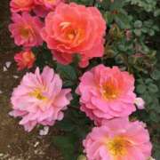 ヒメ日記 2025/05/30 08:15 投稿 成瀬　真姫 白夜