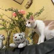 ヒメ日記 2025/09/29 06:30 投稿 成瀬　真姫 白夜