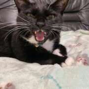 ヒメ日記 2025/10/02 07:01 投稿 成瀬　真姫 白夜