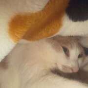 ヒメ日記 2025/10/23 11:04 投稿 成瀬　真姫 白夜