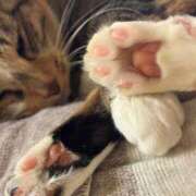 ヒメ日記 2025/10/27 06:45 投稿 成瀬　真姫 白夜