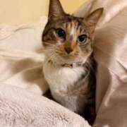 ヒメ日記 2025/11/10 20:43 投稿 成瀬　真姫 白夜