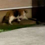 ヒメ日記 2025/11/20 06:45 投稿 成瀬　真姫 白夜