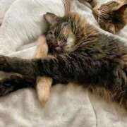 成瀬　真姫 実は…🐈‍⬛ 白夜