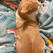 ヒメ日記 2026/01/29 07:01 投稿 成瀬　真姫 白夜