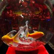 ヒメ日記 2026/01/31 09:55 投稿 成瀬　真姫 白夜