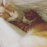 ヒメ日記 2026/02/23 07:31 投稿 成瀬　真姫 白夜