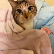 ヒメ日記 2026/04/02 23:19 投稿 成瀬　真姫 白夜