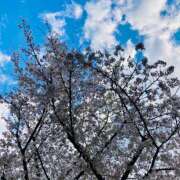 ヒメ日記 2025/04/06 08:15 投稿 三上 友梨香 白夜