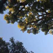 音無さほ 明日は秋葉原です ワイフコレクション